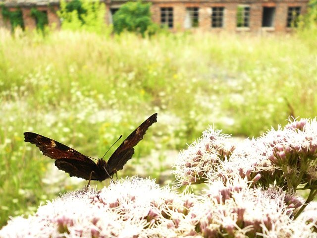 photo7.jpg