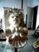 plastyk2/photo4_small.jpg