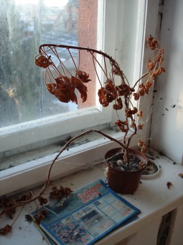 photo15.jpg